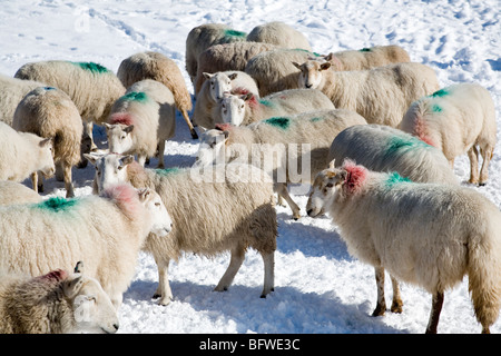 Schafbeweidung im Schnee bedeckt Feld in den Brecon Beacons Stockfoto