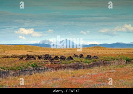 Blick über ein Torfmoor auf fernen Paps of Jura von der Isle of Islay, Schottland Stockfoto