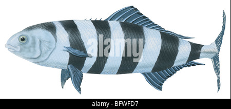 Pilot-Fisch Stockfoto