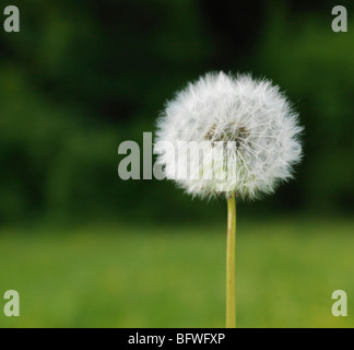 Löwenzahn im Feld Stockfoto