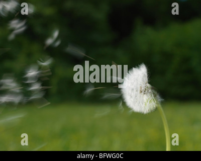 Löwenzahn im Wind wehen Stockfoto