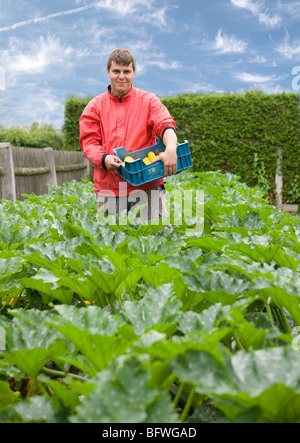 Mann, gelbe Zucchini ernten Stockfoto