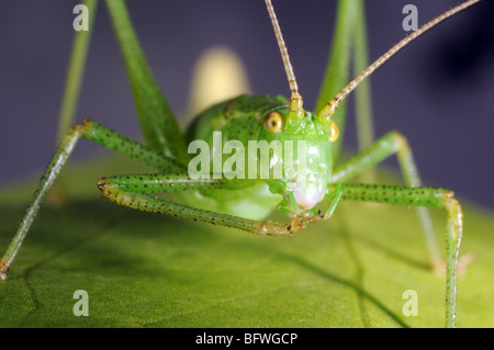 Speckled Bush Cricket (Leptophyes Puctatissima) auf Blatt Stockfoto