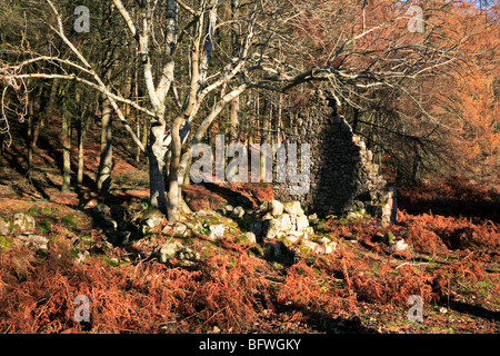Eine Ruine im Wald der Birs, in der Nähe von Ballochan, Aberdeenshire, Schottland, Vereinigtes Königreich. Stockfoto