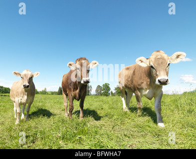 Kühe im Feld Stockfoto