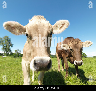 Kühe im Feld Stockfoto