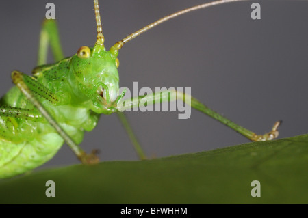 Speckled Bush Cricket (Leptophyes Puctatissima) auf Blatt Stockfoto