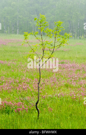 Hochland Alvar/Weide mit Bäumchen und blühenden Prairie Rauch, in der Nähe von Little Current, Manitoulin Island, Ontario, Kanada Stockfoto