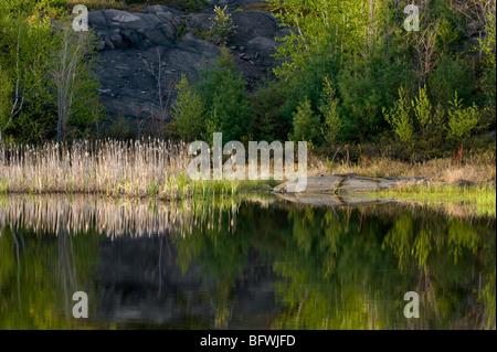 Felsen und frühen Frühling Laub Farbe spiegelt sich in Biber Teich, Greater Sudbury, Ontario, Kanada Stockfoto