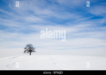 Eiche auf verschneiten Hügel im winter Stockfoto