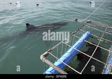 der weiße Hai schwimmen in der Nähe ein Tauchen Käfig Stockfoto