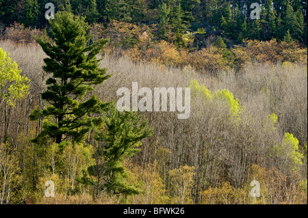 Espen mit aufstrebenden Laub und weiße Kiefer hängen mit Blick auf Onaping Fluss, Greater Sudbury, Ontario, Kanada Stockfoto