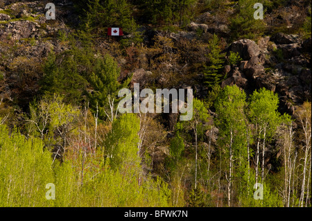 Espen mit aufstrebenden Laub auf Basis der Klippe mit kanadischen Flagge, Greater Sudbury, Ontario, Kanada Stockfoto