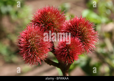 Lippenstift Pflanze Bixa Orellana aka Achiote Früchte genommen in Bububu, Zanzibar. Quelle für natürliches Pigment Annatto Stockfoto