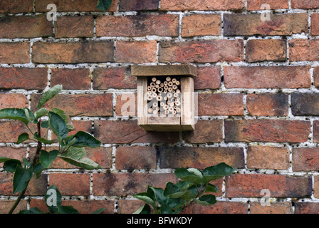 Einsame Biene Nistkasten Garten Wand befestigt. Stockfoto