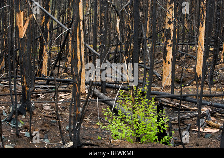 Feuer Waldverjüngung. Espen, Sträuchern und Kräutern wächst unter den verkohlten Baumstämme, Greater Sudbury, Ontario, Kanada Stockfoto