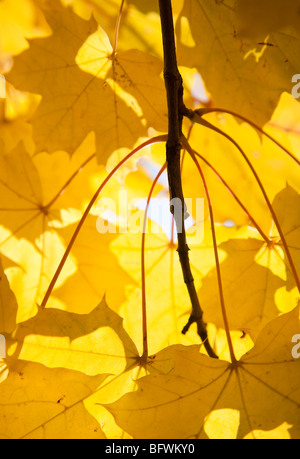 Bunte Ahornblätter im Herbst Stockfoto