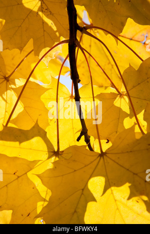 Bunte Ahornblätter im Herbst Stockfoto