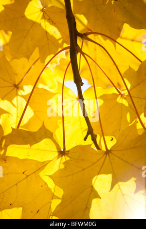 Bunte Ahornblätter im Herbst Stockfoto