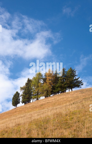 Europäische Lärche-Larix Decidua Herbst Stockfoto