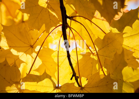 Bunte Ahornblätter im Herbst Stockfoto