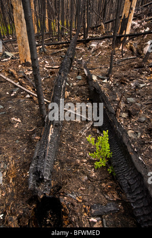 Feuer Waldverjüngung. Sträucher und Kräuter wachsen unter den verkohlten Baumstämme, Greater Sudbury, Ontario, Kanada Stockfoto