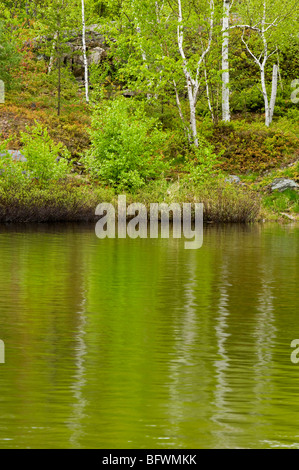 Frühling Birken spiegelt sich im See Laurentian, Greater Sudbury, Ontario, Kanada Stockfoto