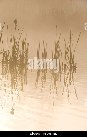 Wasserpflanzen im Nebel in Beaverpond bei Sonnenaufgang, Greater Sudbury, Ontario, Kanada Stockfoto