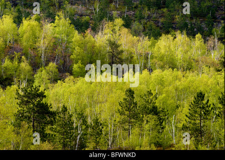 Bewaldete Bergrücken mit Birke, Espe und Red Pine, Greater Sudbury, Ontario, Kanada Stockfoto