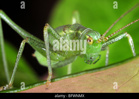 Speckled Bush Cricket (Leptophyes Puctatissima) auf Blatt Stockfoto