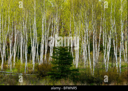 Grove und Fichte Birke im Frühjahr, Greater Sudbury, Ontario, Kanada Stockfoto