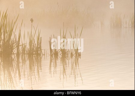 Wasserpflanzen im Nebel in Beaverpond bei Sonnenaufgang, Greater Sudbury, Ontario, Kanada Stockfoto