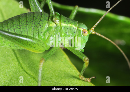 Speckled Bush Cricket (Leptophyes Puctatissima) auf Blatt Stockfoto