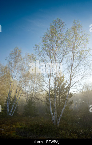 Birken mit aufstrebenden Laub bei leichtem Nebel, Greater Sudbury, Ontario, Kanada Stockfoto