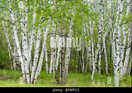 Birken mit aufstrebenden Laub im Frühjahr, Greater Sudbury, Ontario, Kanada Stockfoto