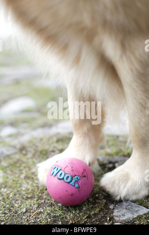 Porträt von golden Retriever w / rosa Ball close-up auf die Beine und Pfoten Stockfoto