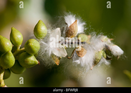 Einer Ebenen Cottonwood (Populus Deltoides) Catkin mit aufstrebenden Samen. Stockfoto