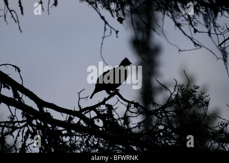 Haselhuhn sitzen im Wald environnement Stockfoto