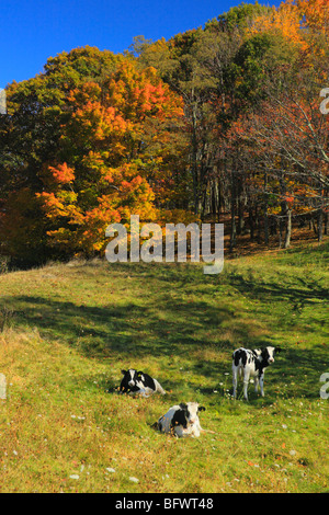 Kühe auf der Wiese entlang der Blue Ridge Parkway in der Nähe von Tye River, Virginia Stockfoto