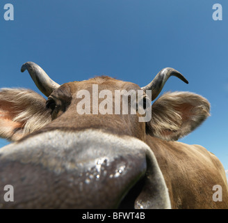 Kuh im Feld, Nahaufnahme Stockfoto