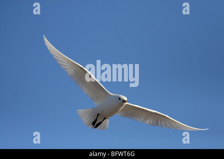 Elfenbein Möwe fliegen gegen Tundra und Schnee in Svalbard Stockfoto