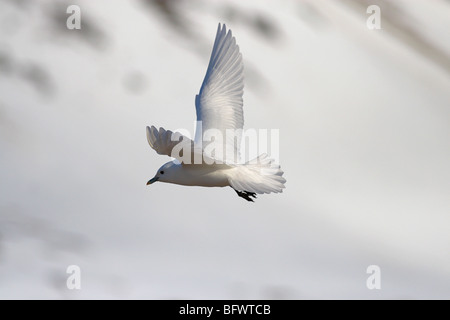 Elfenbein Möwe fliegen gegen Tundra und Schnee in Svalbard Stockfoto