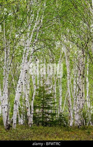 Weiße Birke (Betula Papyrifera) Hain mit Laub und rote Kiefer Baum Frühling, Greater Sudbury, Ontario, Kanada Stockfoto