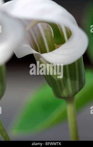 Arisaema Consanguineum Aronstabgewächse Cobra Lily Jack in der Kanzel Blume Blüte ungewöhnliche exotische krautige Staude Stockfoto