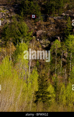 Espen mit aufstrebenden Laub auf Basis der Klippe mit kanadischen Flagge, Greater Sudbury, Ontario, Kanada Stockfoto