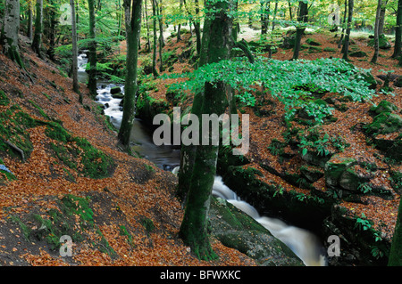 Cloghleagh River County Wicklow Irland Herbst Herbst Farbe Farbe Umgebung ländliche Gegend Stockfoto