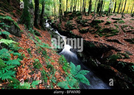 Cloghleagh River County Wicklow Irland Herbst Herbst Farbe Farbe Umgebung ländliche Gegend Stockfoto