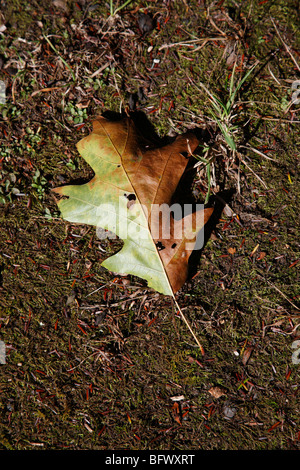 Gefallene Weißeiche Quercus stellata Blatt im Herbst niemand von oben Blick aus nächster Nähe Hi-res Stockfoto
