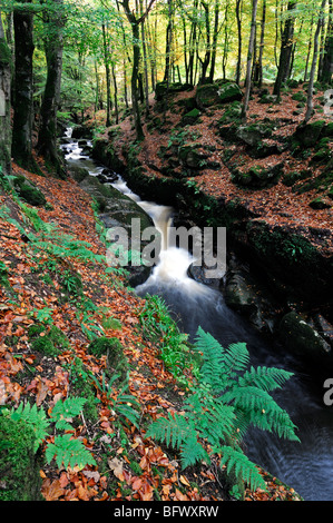 Cloghleagh River County Wicklow Irland Herbst Herbst Farbe Farbe Umgebung ländliche Gegend Stockfoto