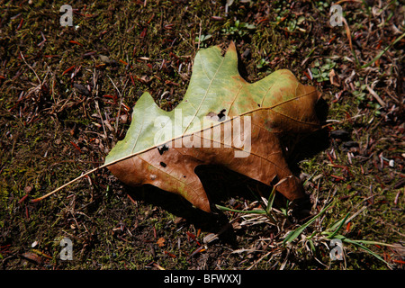 Gefallenes weißes Eichenblatt Quercus stellata im Herbst von oben Top-Down Nahaufnahme horizontal in den USA US hochauflösend Stockfoto